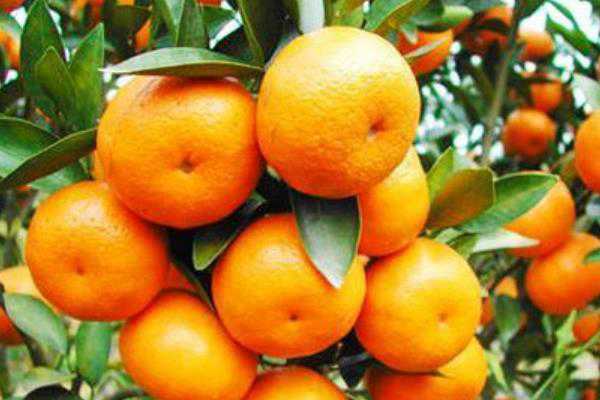 世界柑橘产业现状