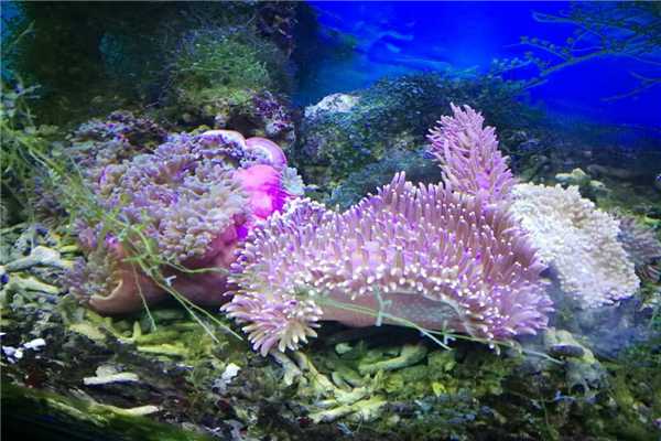 世界上最大的海珊瑚有多大