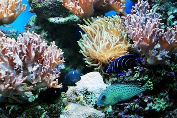 世界上最大的海珊瑚有多大