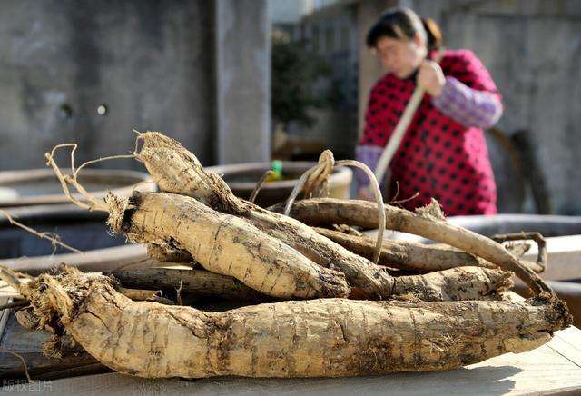 野葛入侵美国，在中国被视为至宝的葛根，在美国却烂大街