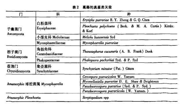 野葛入侵美国，在中国被视为至宝的葛根，在美国却烂大街