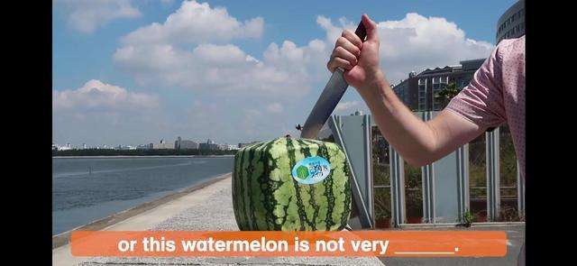 square  watermelon  方形西瓜