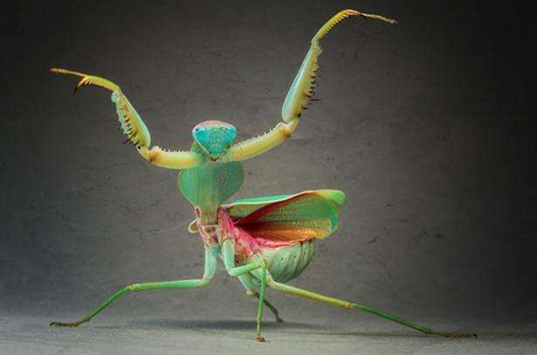 世界上最强的螳螂排名