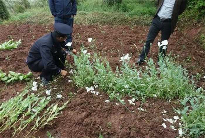 5岁女孩认出罂粟花报警铲除0