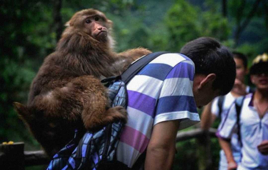 峨眉山的猴子打人