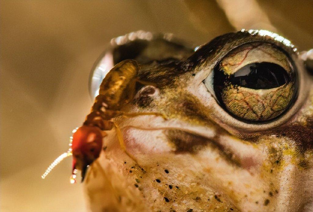 沙漠雨蛙(非洲大南沙漠雨蛙)