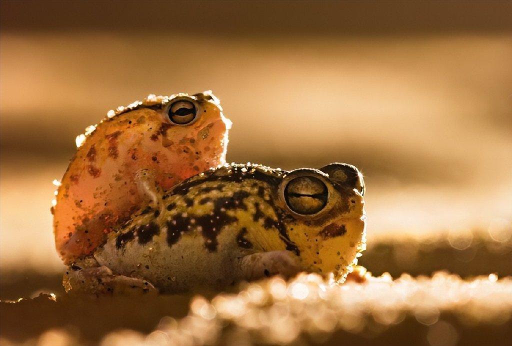 沙漠雨蛙(非洲大南沙漠雨蛙)