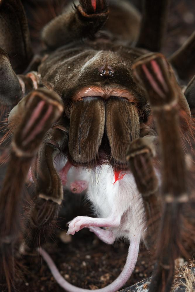 巨蜘蛛(亚马逊巨人食鸟蛛)